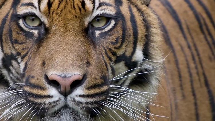 CAN YOU IMAGINE A WORLD WITHOUT TIGERS?